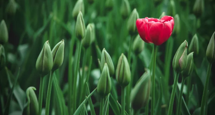 A Beginner’s Guide to Alternative Investments