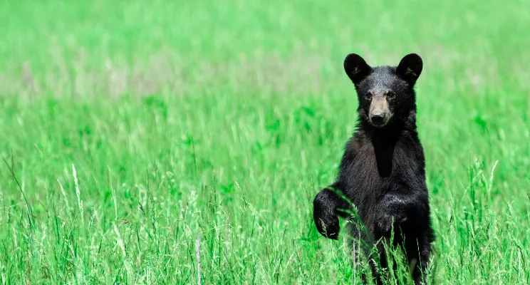 Investing During a Bear Market